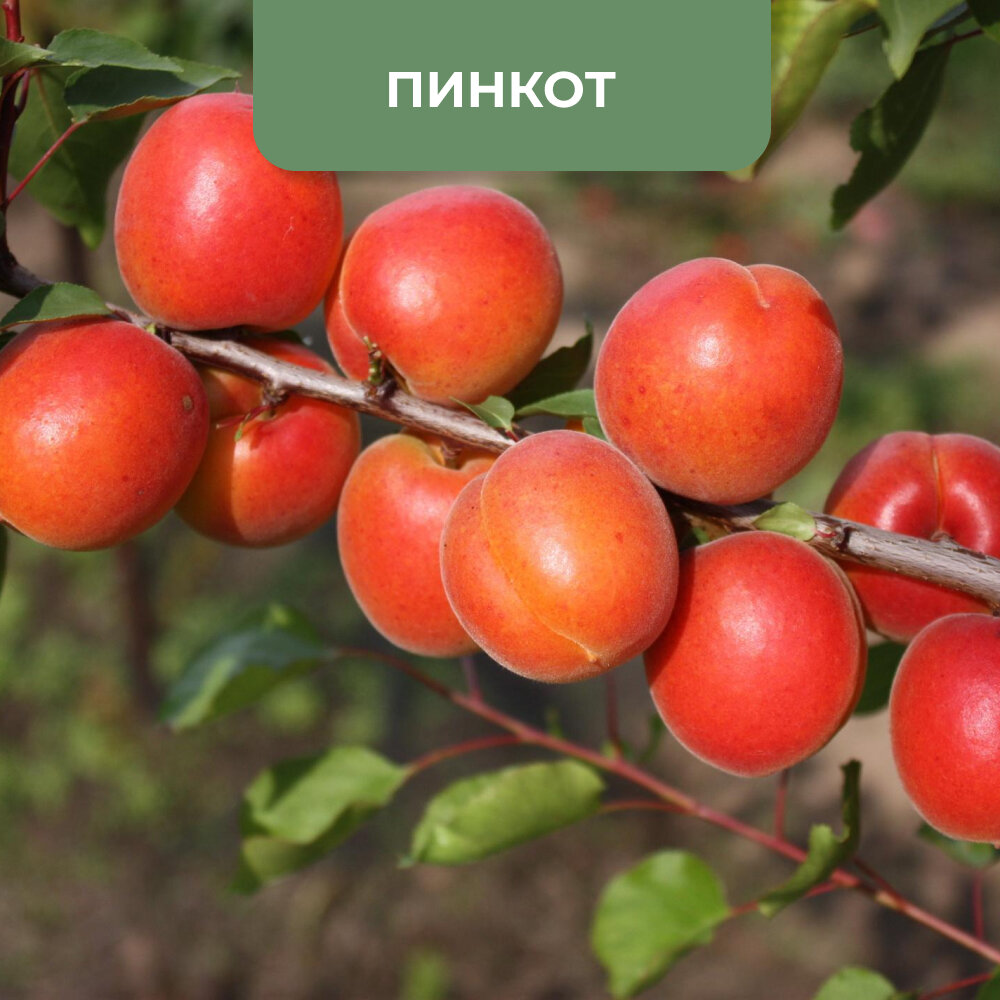 Самые крупные сорта абрикосов | Клуб Садоводов-Профессионалов | Дзен