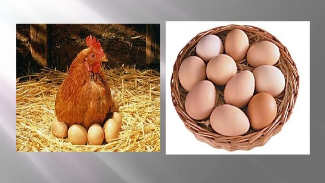 Вечный вопрос. Ученые рассказали, что же на самом деле появилось раньше: курица или яйцо