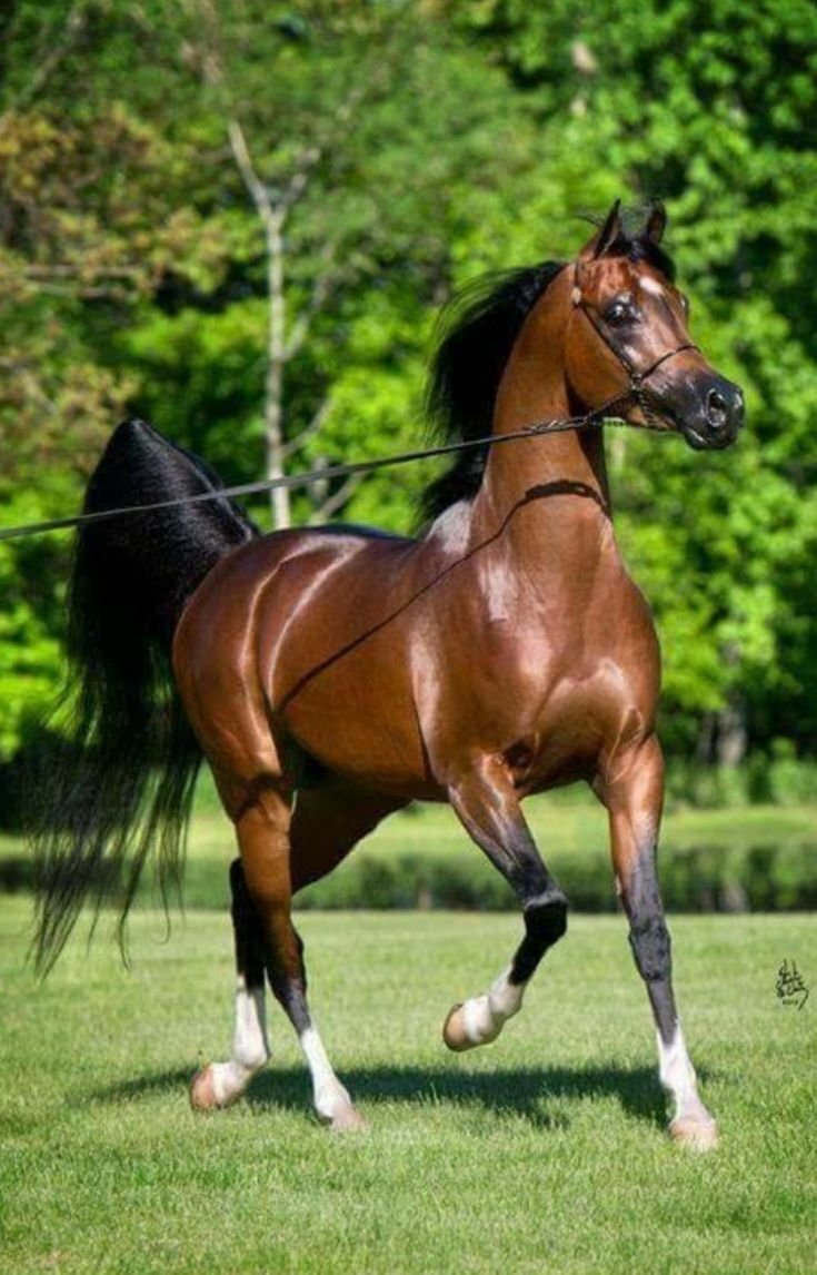   2)Арабская Грация и роскошь арабской лошади повышает ее репутацию не только в кругу конной жизни. Ее знают и далеко за ее границами.