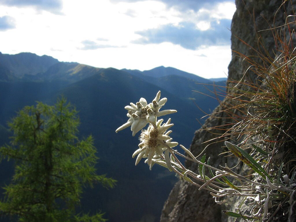 File:Edelweiss of Monte Camicia 137 jpg.jpg - Wikipedia