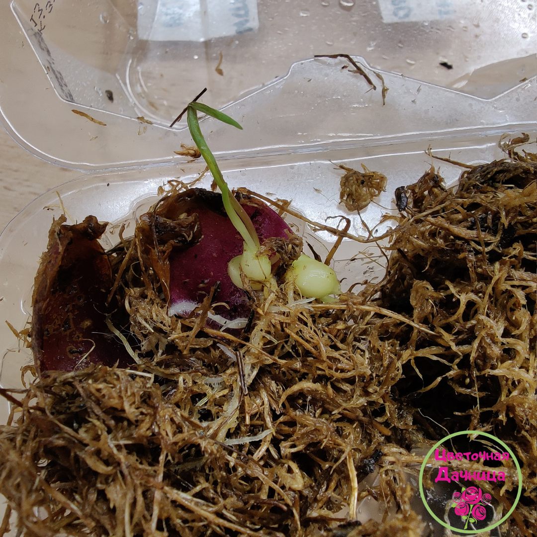 Размножение лилии чашуйками