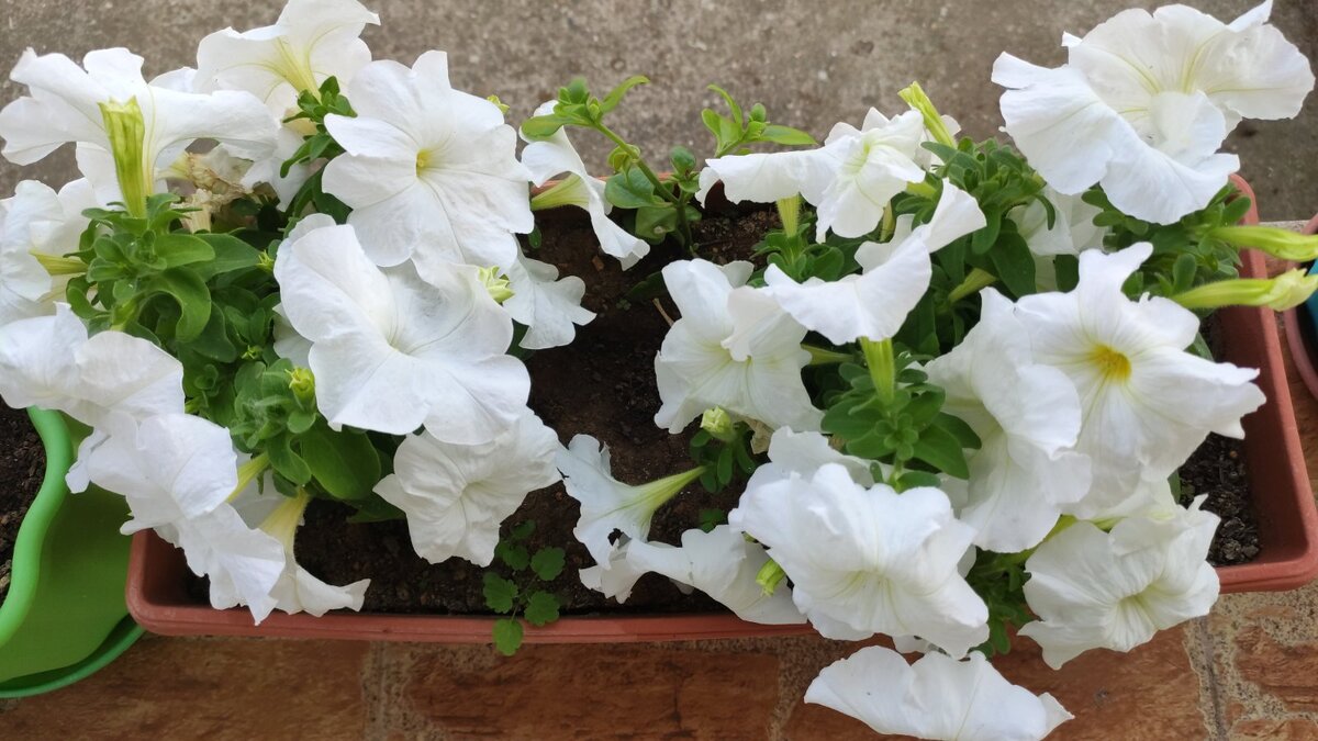 Вот такие нахальные петуньи с моей веранды вам на страничку для настроения!