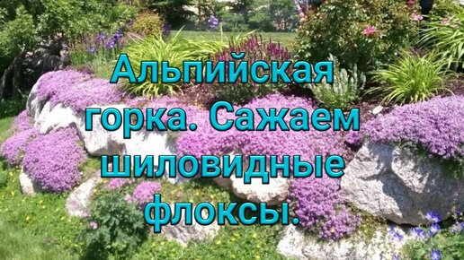 Альпийская горка. Сажаем шиловидные флоксы.