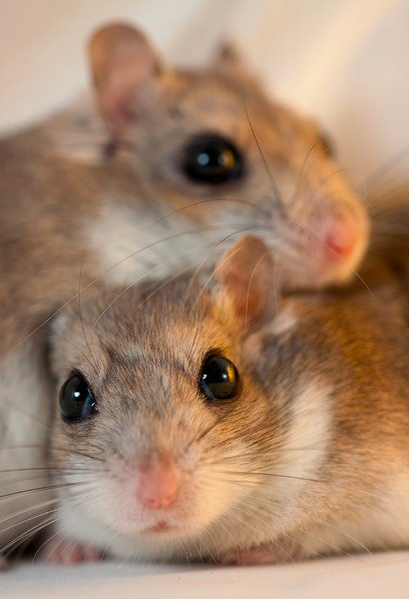 Монгольский хомячок (Allocricetulus cutratus) включен в Красную книгу Российской Федерации и в Красный список Международного союза охраны природы. Фото: Алексей Волков