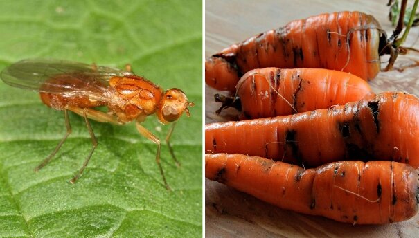 Морковная муха