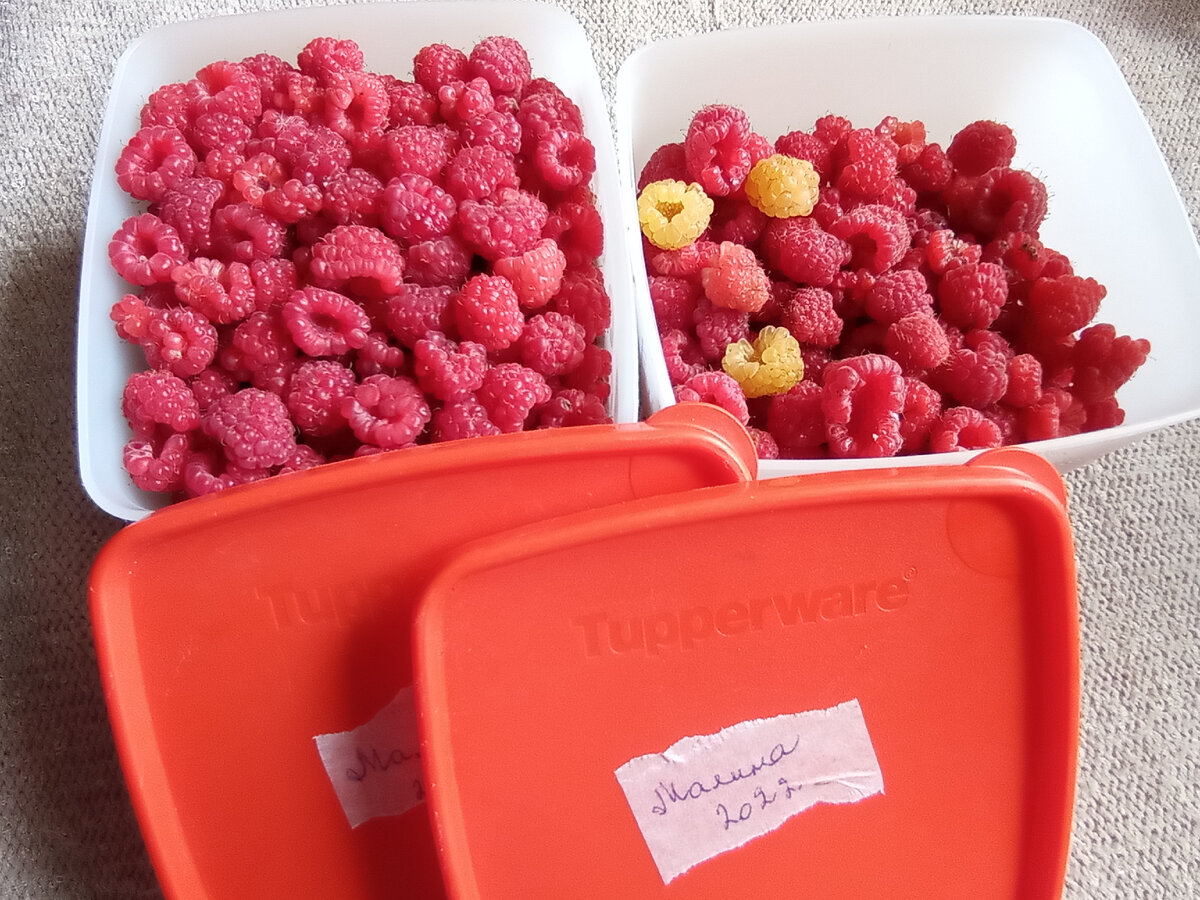 Ягоды собираю и в заморозку