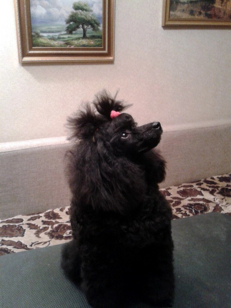 Наша Лаки. Очень послушная и ласковая девочка. Фото автора. 