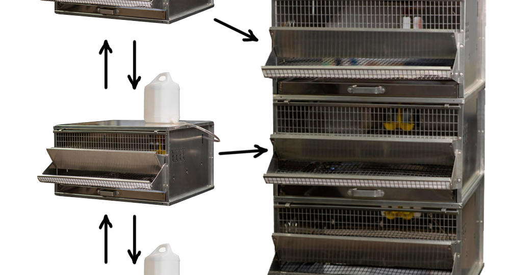Мы сравнили 2 основных вида клеток и вот, что из этого вышло: 8 главных правил по выбору клетки для перепелов