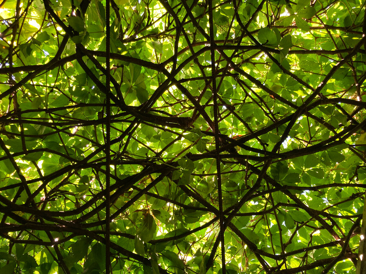 Красивое фото девичьего винограда для алгоритмов Дзена (снимок мой)