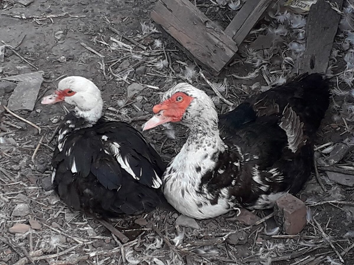 Индоуточек не видно не слышно, держаться всегда вместе. Шипелкин (утак) только иногда клокочет, если остальные обитатели птичника переходят его личные границы, но в целом - очень мирные птицы