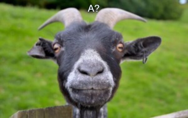 Фото взято из открытых источников