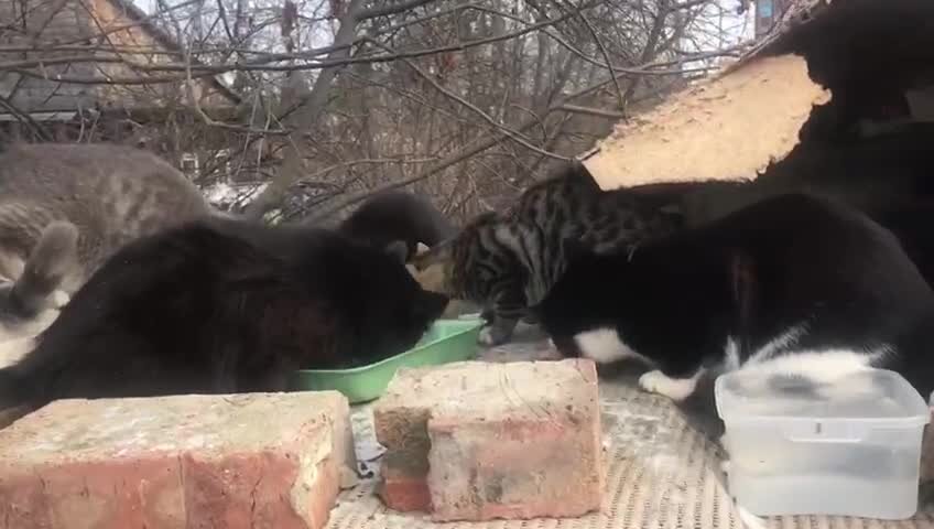 Бездомышей прибавилось. Нужно поддержать всех.