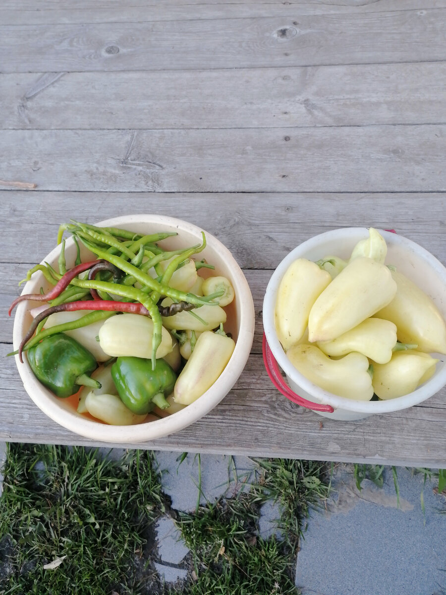 Вот они питончики сверху фото автора 