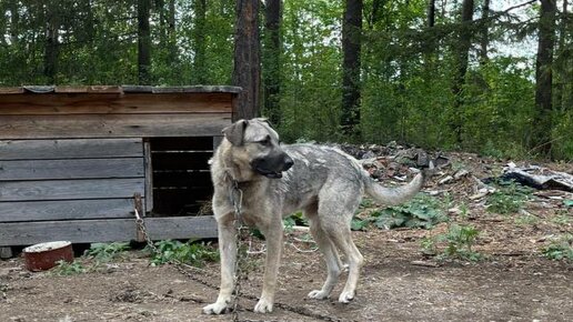 Алтай не только прыгает под самый потолок. Но он 1 делает сальто через голову, сшибая с ног Грету. А Найда на руках возвращаетсч с прогулки