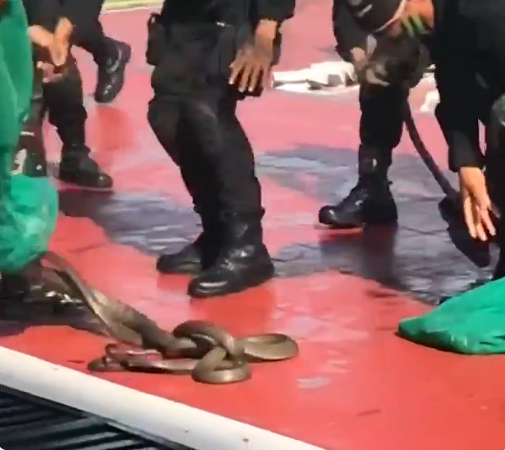 Живые, активные, все честно, я посмотрела