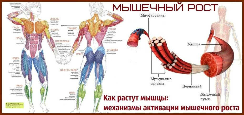 Как восстанавливаются мышцы. Как растут мышцы. Процесс роста мышц. Рост мышц. За счет чего растут мышцы.