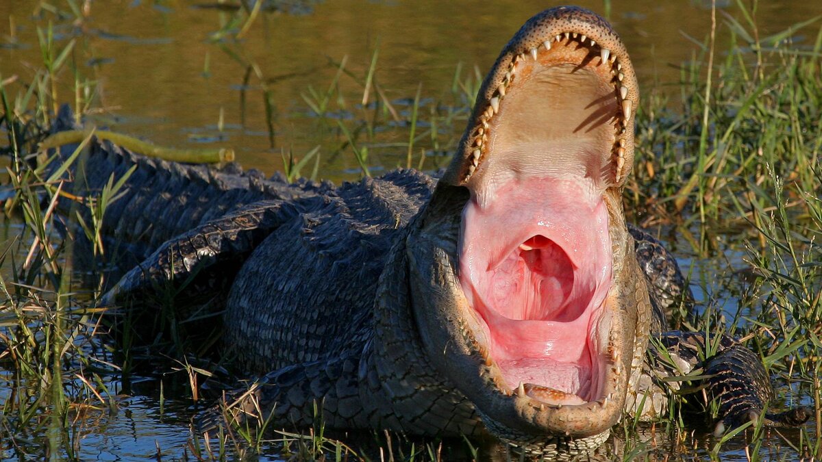 Почему крокодил не может высунуть язык? | Почемучкин | Дзен