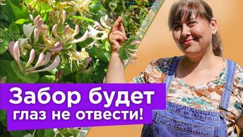 Что посадить вдоль забора? Самые красивые и быстрорастущие растения, которые преобразят любой забор