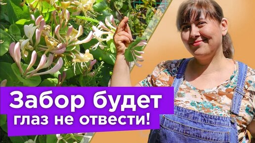 Что посадить вдоль забора? Самые красивые и быстрорастущие растения, которые преобразят любой забор