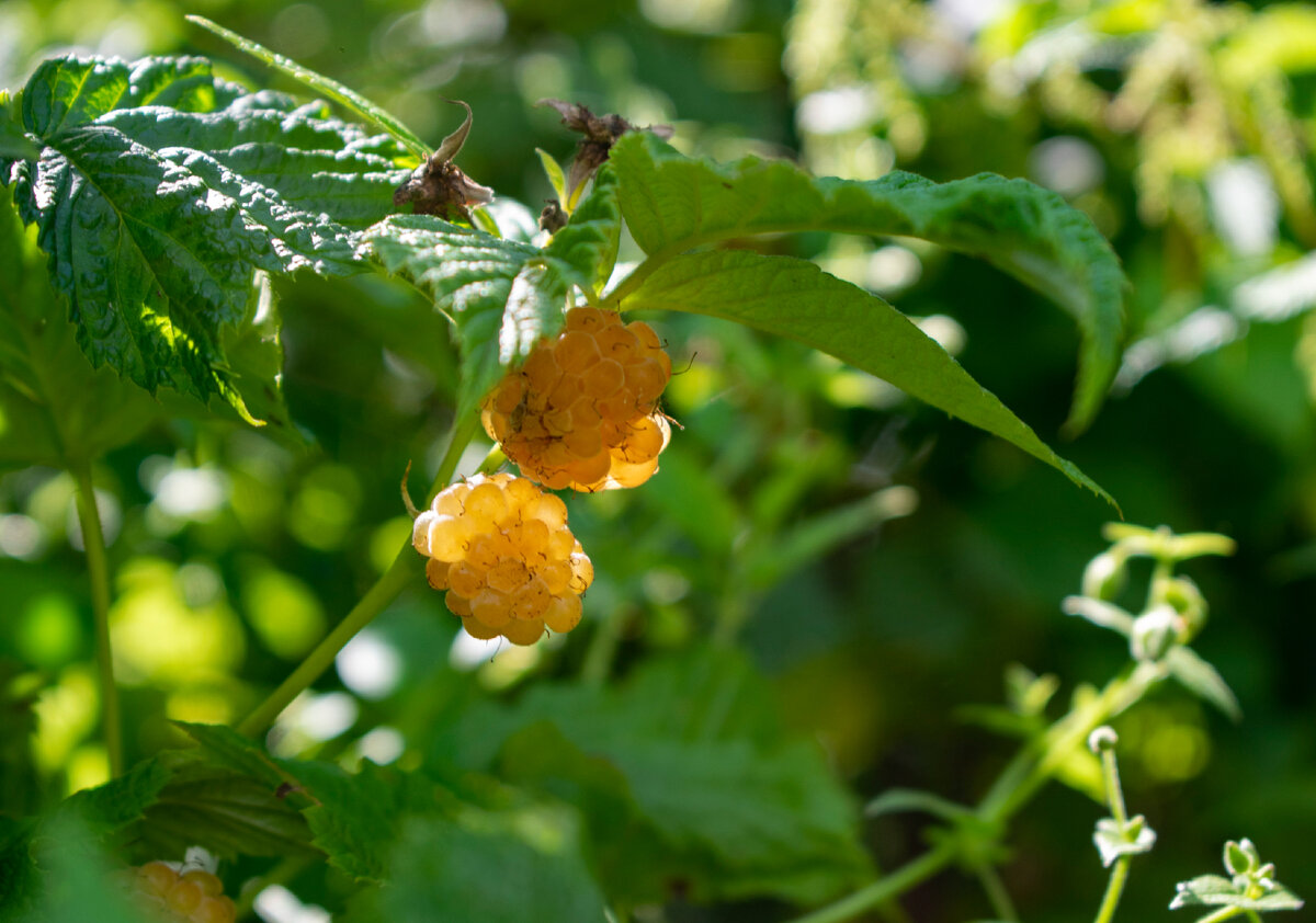Малина жёлтый гигант. Фотография автора статьи. 