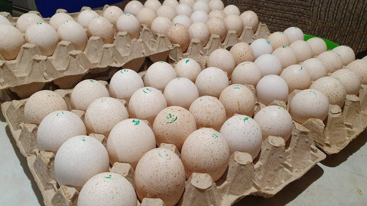 Наши 70 инкубационных яиц Хайбрид конвертер.