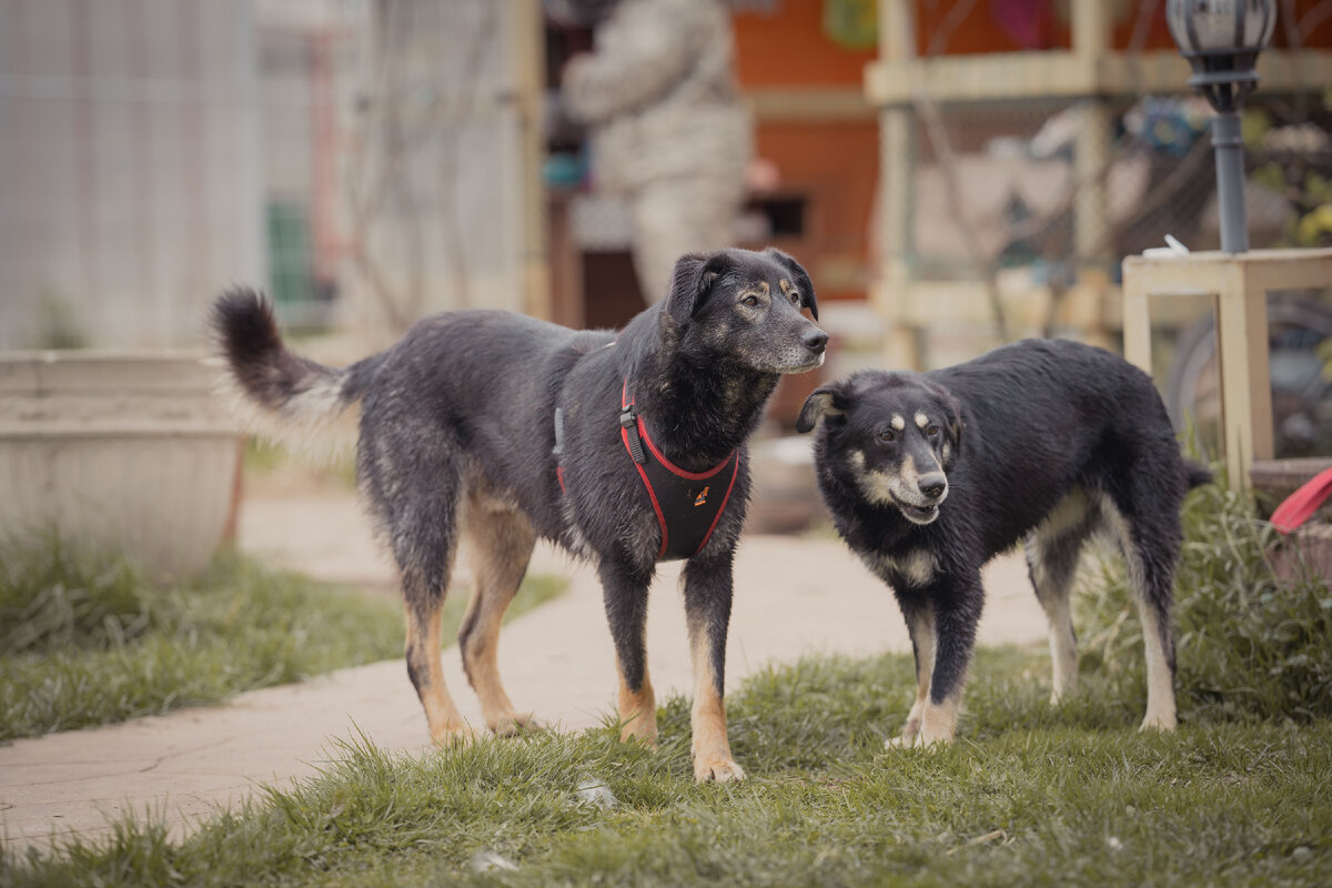 Арчуня и Клепа