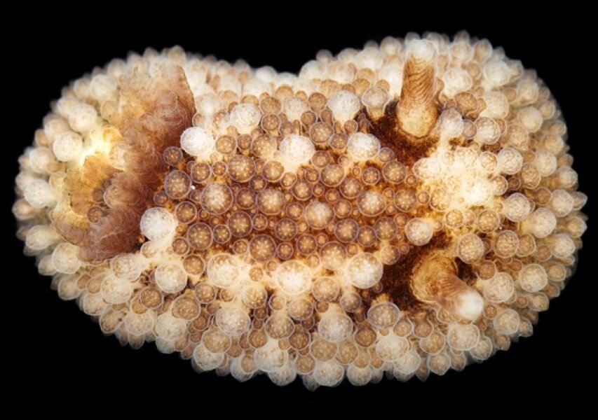 Onchidoris Bilamellata. Фото с сайта https://blog-travushka.ru/