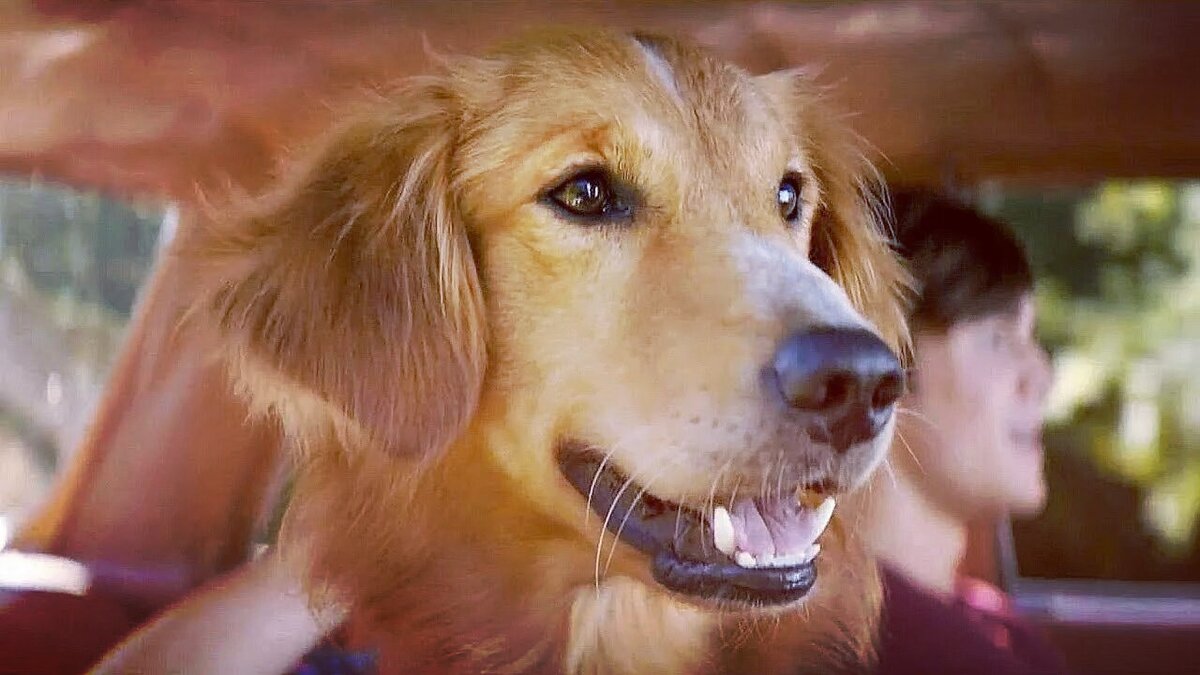 Бэйли и Итан