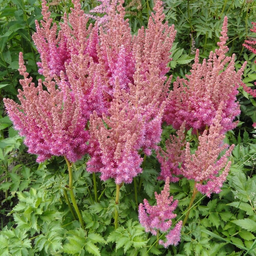 Photo by https://shop-gardenplants.ru/ 