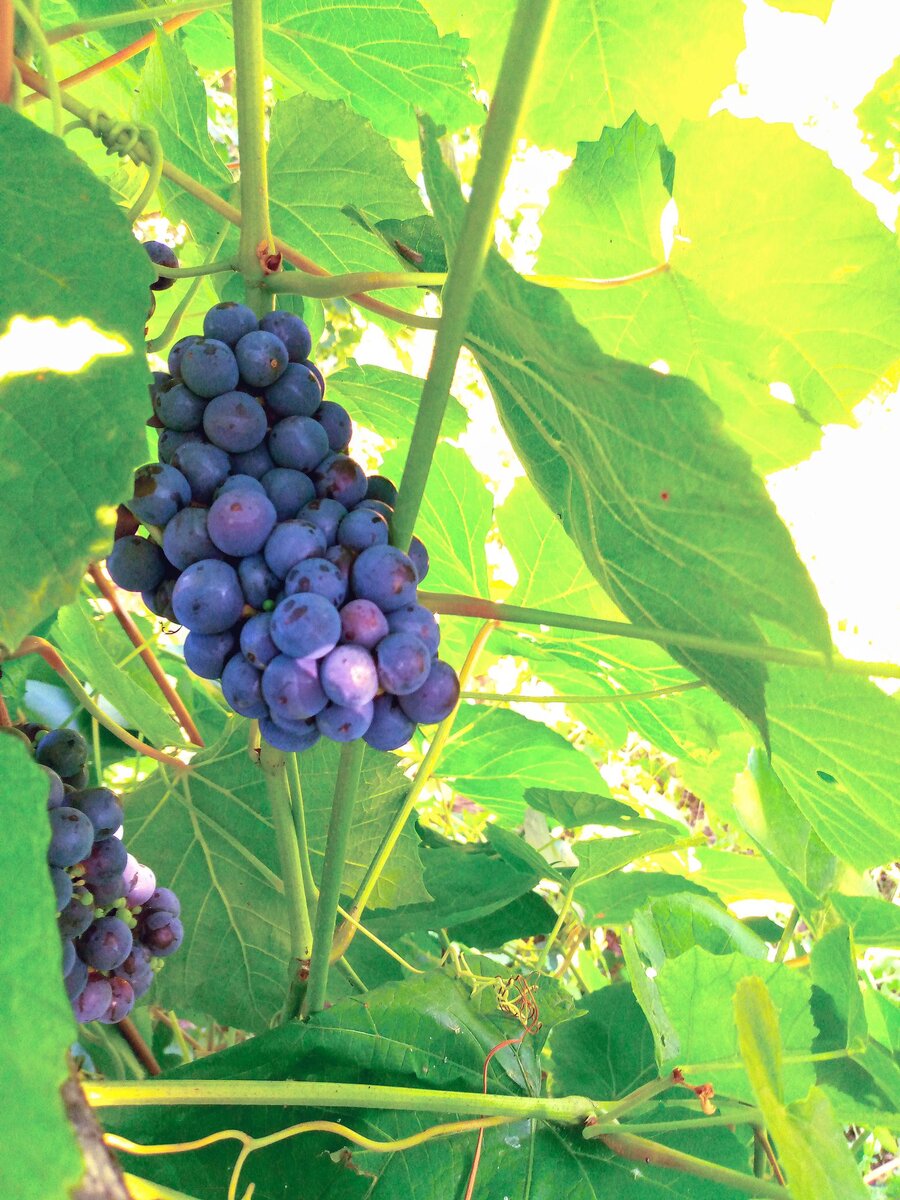 Виноград"Изабелла" идеален для нашего рискованного земледелия.Успевает вызреть.Радует обилием плодоносящих кистей.
