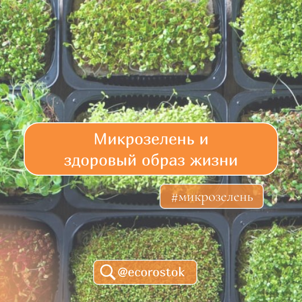 Микрозелень и здоровый образ жизни: Как микрозелень помогает поддерживать здоровый образ жизни