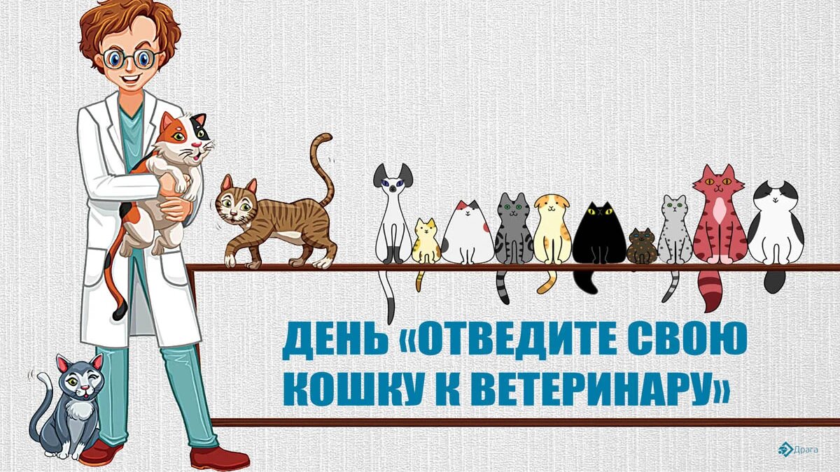 День «Отведите свою кошку к ветеринару». Иллюстрация: «Весь Искитим»