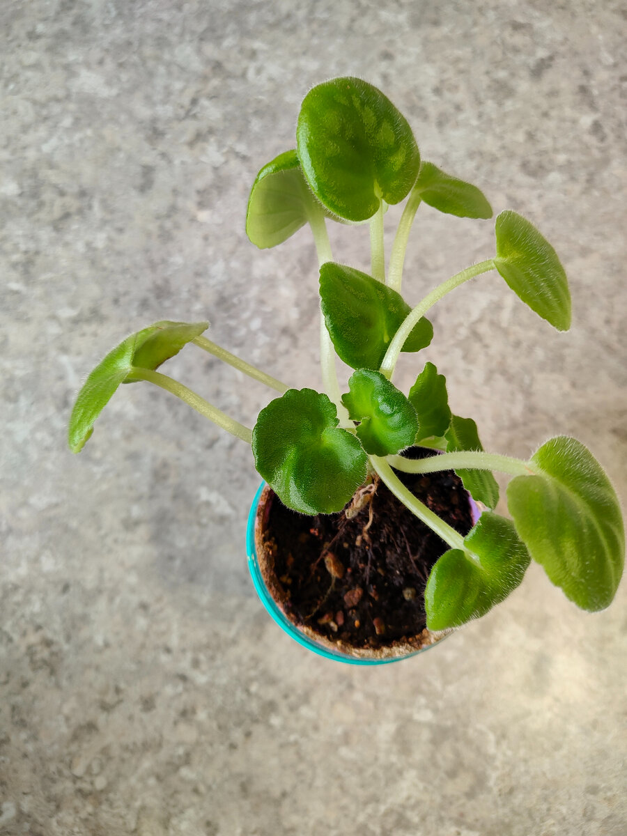 Это вертолет...