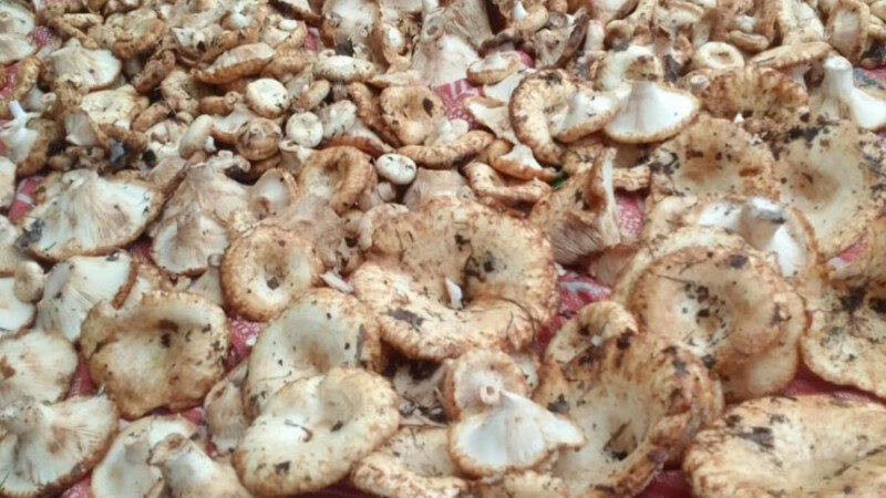     Грибы Минприроды Алтайского края