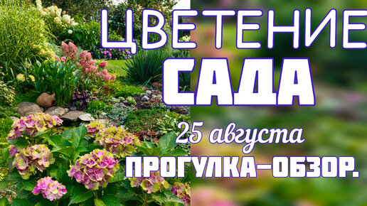 Прогулка - ОБЗОР прекрасного САДА 🌞 ЦВЕТЕНИЕ 26 августа 🌞