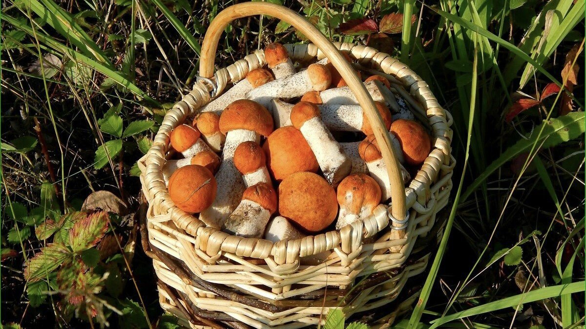 Грибной сезон. Что собирать в лесу осенью?