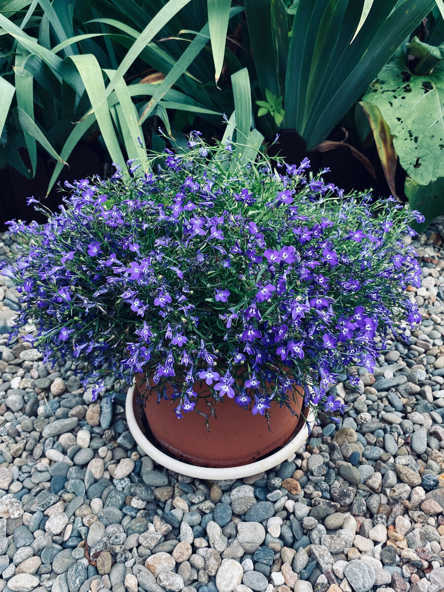 Моя красивая лобелия.