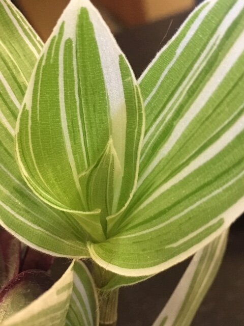 Традесканция белоцветковая (Tradescantia albiflora). Окрас листьев серебристо-пестрый. 