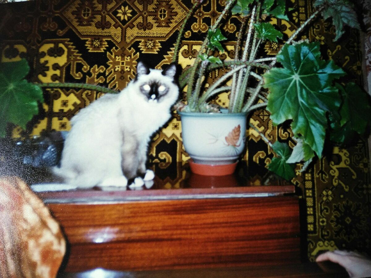 Наш умничка и выдумщик Шустрый.