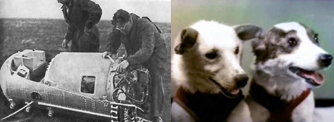 Спутник 5 собаки. Первый полёт в космос белка и стрелка. Белка и стрелка собаки космонавты. Белка и стрелка 1960. Спутник 5 19 августа 1960.