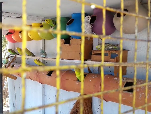 Строим гнездо для волнистых попугаев