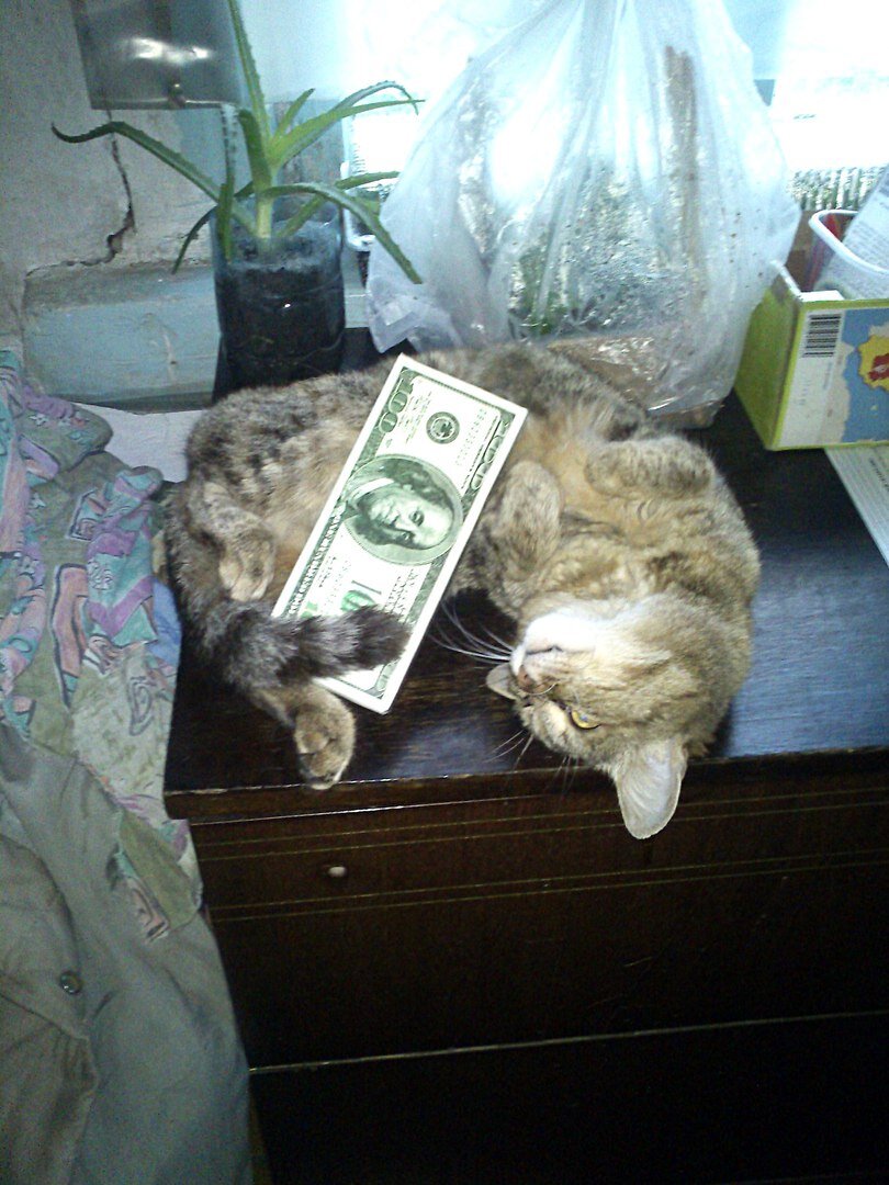 Кошка из сибирской деревни по имени О-Нори-Сама держит баксы при себе. (Шоколадка это была, подарок друзей)