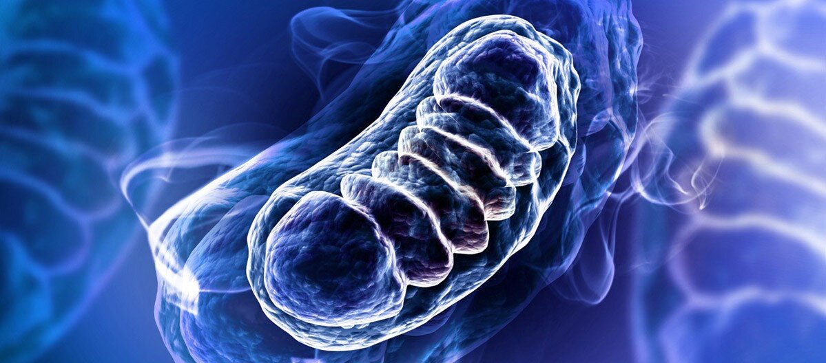 Митохондриальная дисфункция - причина аутизма