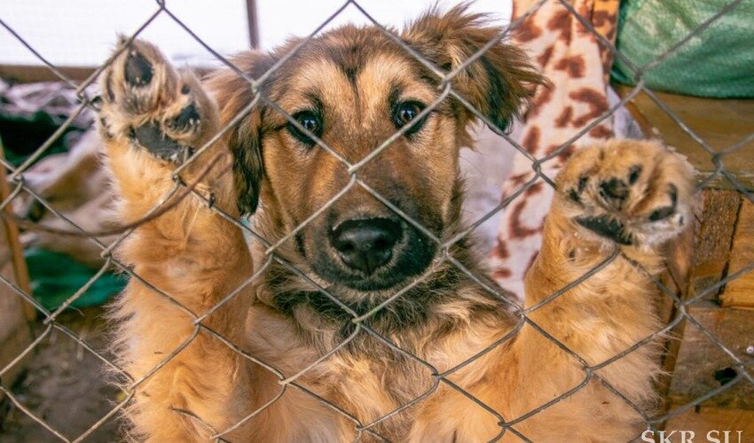 приют сахалин