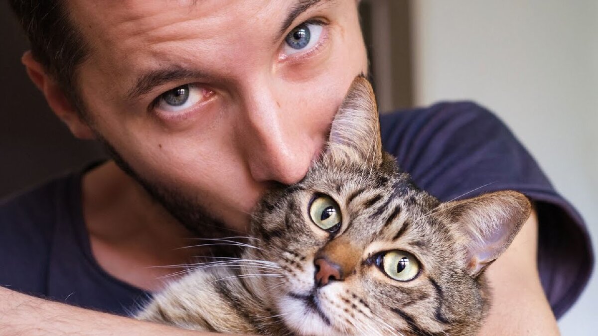 Как кошки определяют возвращение хозяина | Мир домашних животных | Дзен