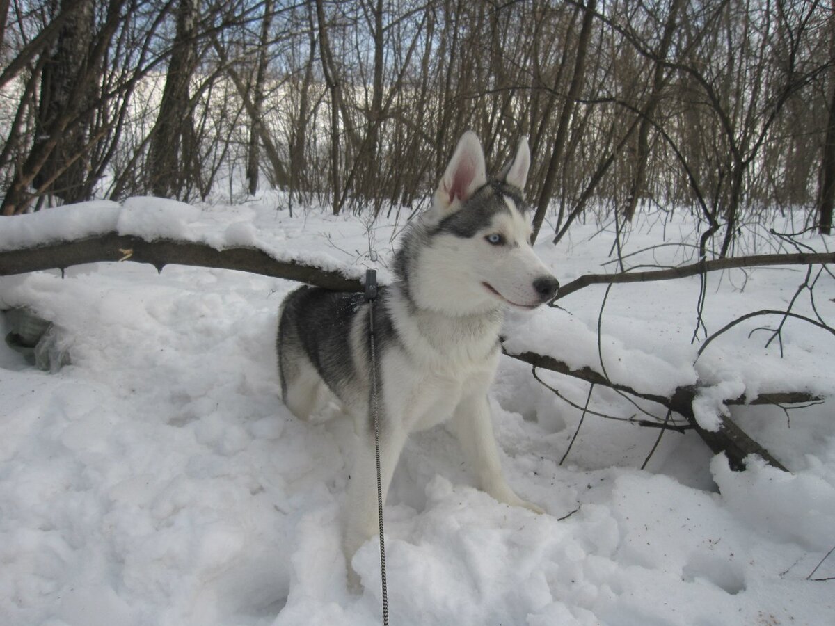 Наш первый хась - Горыныч