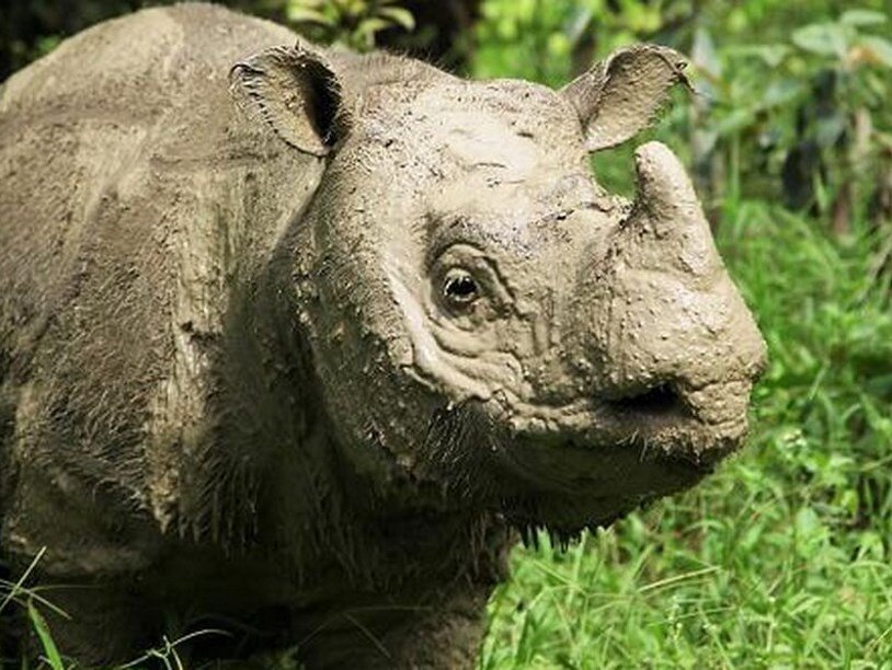 Носорог Там. Фото: Borneo Rhino Alliance (BORA)