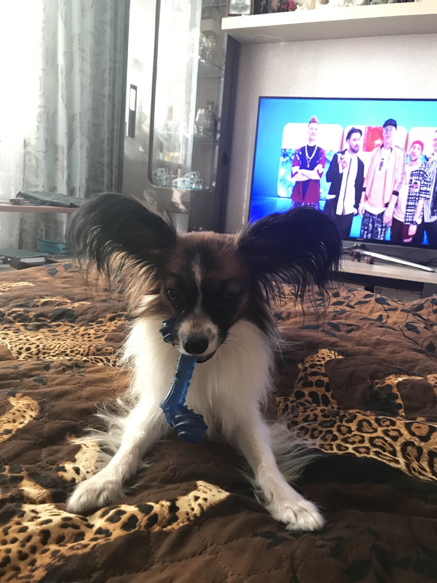 Джон и его любимая косточка, которая он все-таки победил полгода спустя