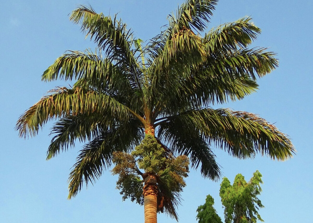Королевская пальма