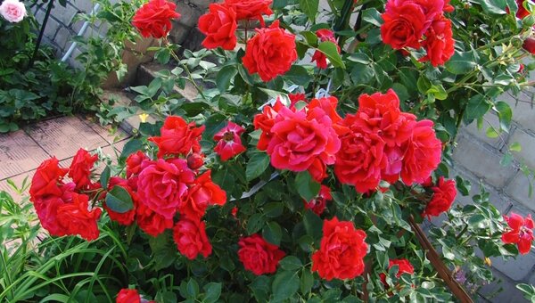 Подкормка для пышного цветения роз (Видео)